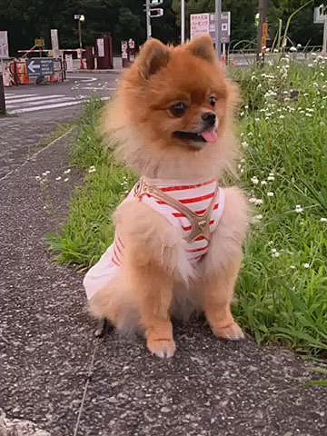 久しぶりに、ライトアップされた犬山城をバックに写真を撮りましたよ☺️
ルルちゃん、あちこち気になり呼んでもなかなかこっちを向きません😅
タイミングを逃さないように、ルルママは「必殺、連写の術〜っ」🤣