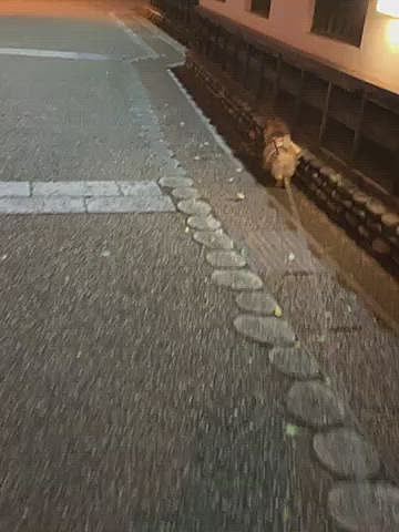 ルルちゃん満足したかなぁ、壁沿いをおちりフリフリ、スタスタ歩いておうちに帰りました😊