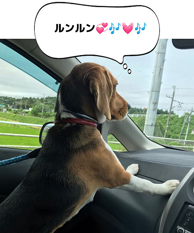 1年前の今日🐶🌈

ドライブ〜U^ェ^U💕🎶

どこに行くのかなぁ💓