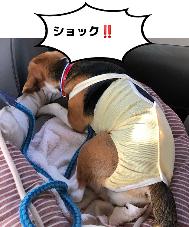 何も知らずに車に乗って🚗

病院🏥に行ったら、避妊手術になり

ショックを受けたココでした‼️🐶
