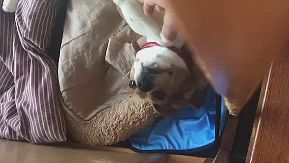 ご主人様に甘えるココ🐶💖

まだ痛いよね〜🥺