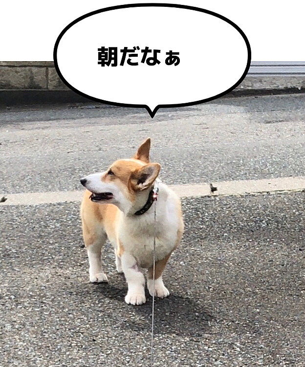 今朝のまある地方は、いい天気です☀️
朝から洗濯三昧😍
気持ちいーね😃まあるも散歩ゆっくりできたな😃
