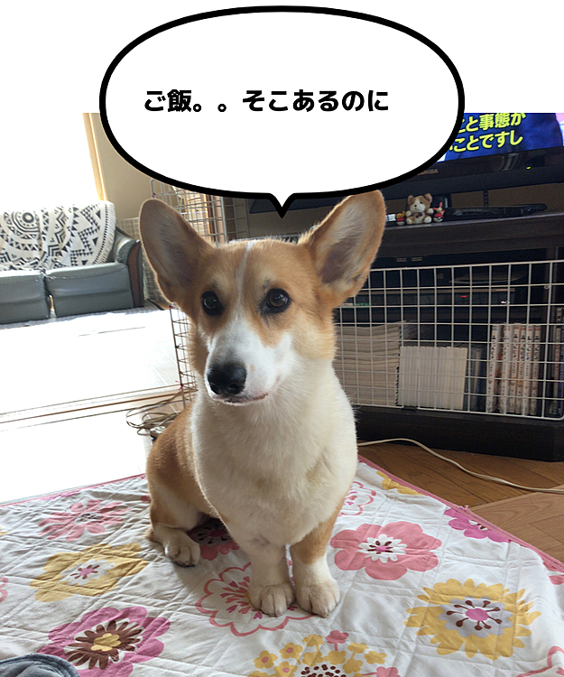 今日の、おかーさんはマテが長かった💦