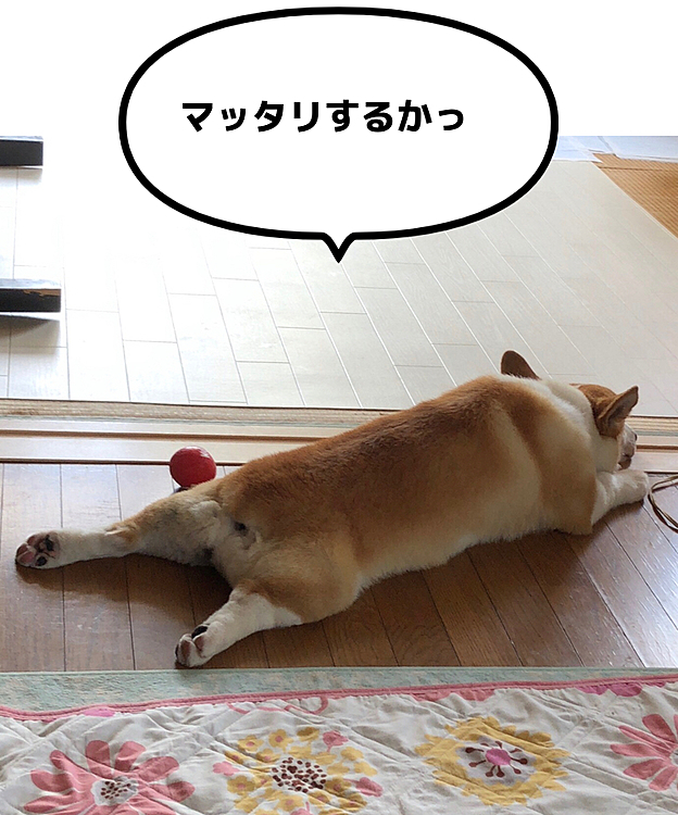 こうやって見ると上半身、デカイなぁ🤣