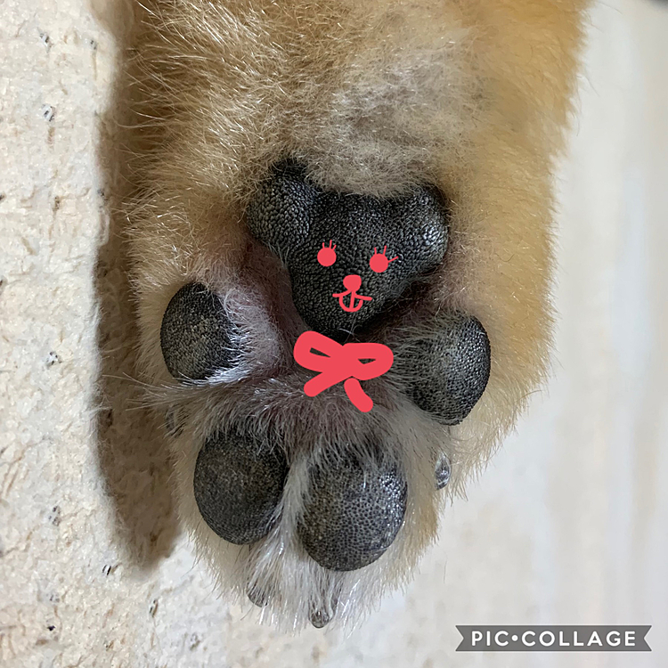 ルルちゃんの肉球にも、くまさんがいました🤣