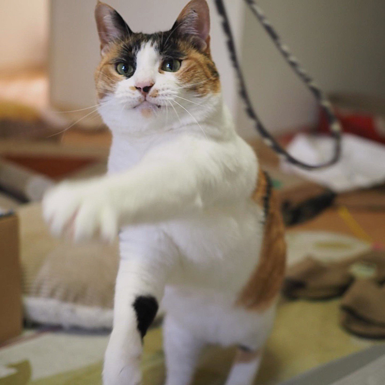 左ストレートパンチ