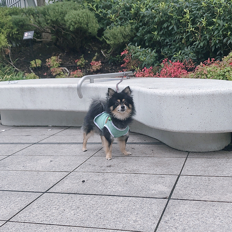 一日ぶりのお散歩🐯🐾

最近雨ばかりで朝か夕の一度きりだったり
行けなかったり、、☔

そんな日々なので
今日は久しぶりに長距離行ってきました🌟
一駅歩きましたよ🐕🐾

