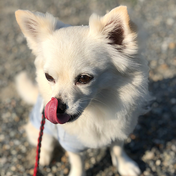 小雪よ…
そんなとこまでベロ👅届く自慢か❓🤣
でもな、それは小雪だけちゃうで💦
他のワンコちゃん達もみんな届くしッ😂