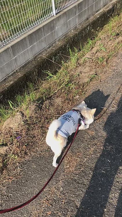 小春が同伴だと、やっぱりペースを落として歩いてくれてるように思います🐶
小雪は優しいなぁ☺️