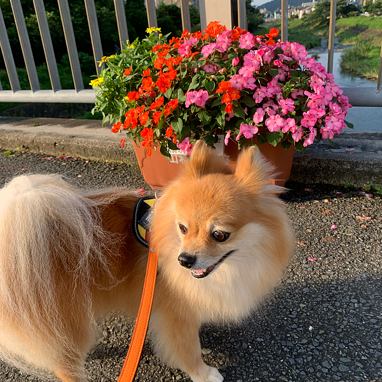 今朝は久しぶりに朝から快晴☀️
暑くなりそうです😅
凛はお友達のルーくんとお相撲取れてご機嫌さんです🥰