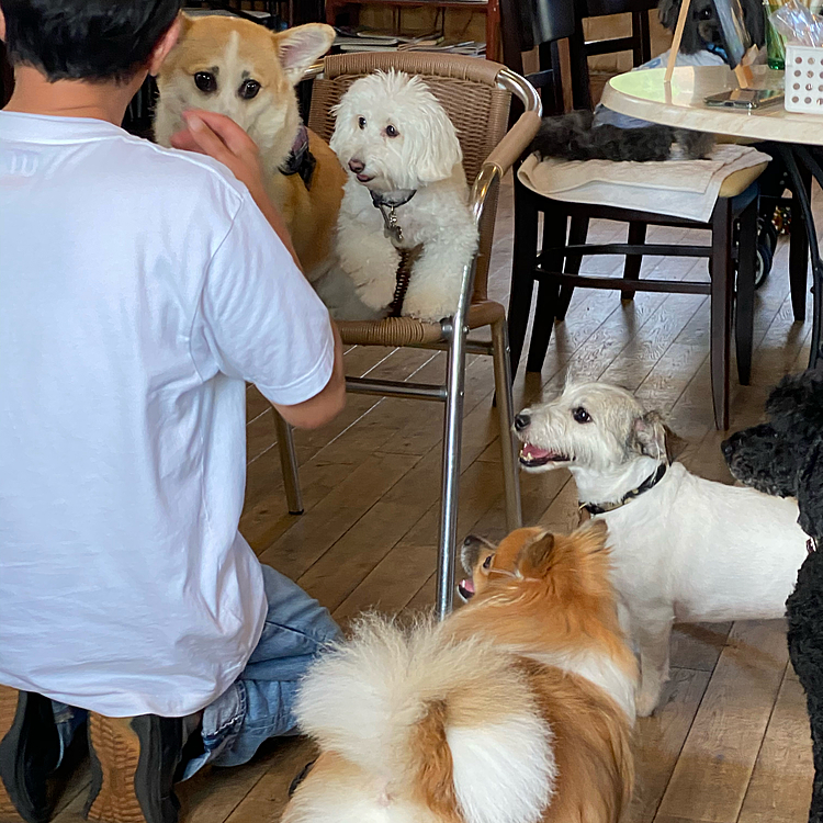 2人が帰って来てちゃんとお留守番してたからって
いつものドックカフェ・ランに連れて行ってくれました。
オーナーさんの写真会なんだけど、ウマウマ目当でみんな集まって来た〜（笑）