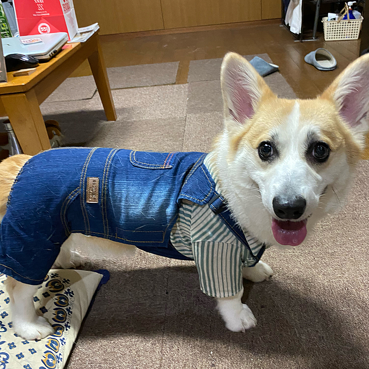 大阪のお土産でウマウマじゃ無いけど、お洋服買って来てくれたよ〜
今回のわんだらけでは出店をされなかった店なんだって〜❣️
