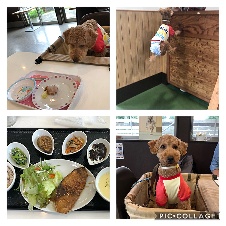併設されてるカフェで食事です😊
ニコは相変わらずのガン見です😅
人間の食事の皿の並びは肉球の形になってます😃
