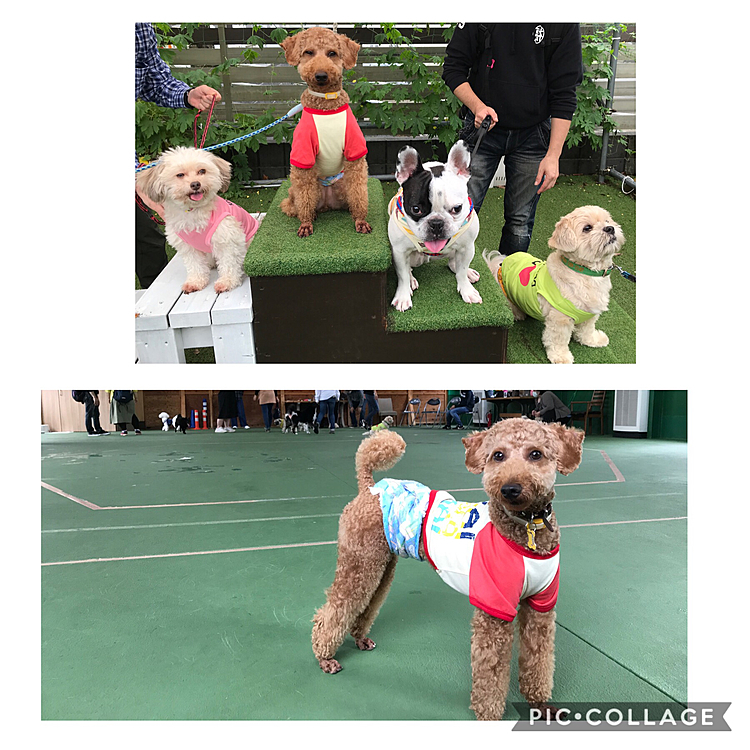 みんなで記念撮影😊
何回か、「なんていう犬種ですか？」的な質問をされました。
確かにトイプードルには見えないかな…😅