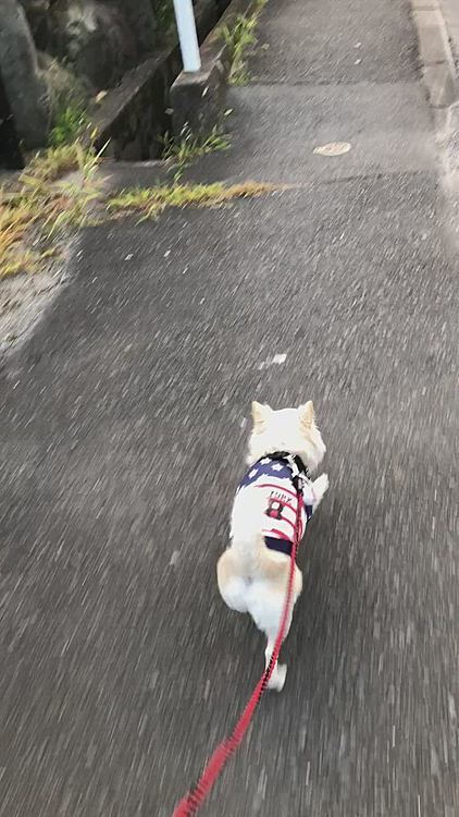 なかなか軽快な足取りで、ルンタタ🎵ルンタタ🎵