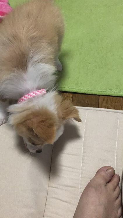 小春はお留守番してたので、オモチャで一生懸命に遊んでました✨🐶
ぬいぐるみってそんな遊び方なん❓🤣