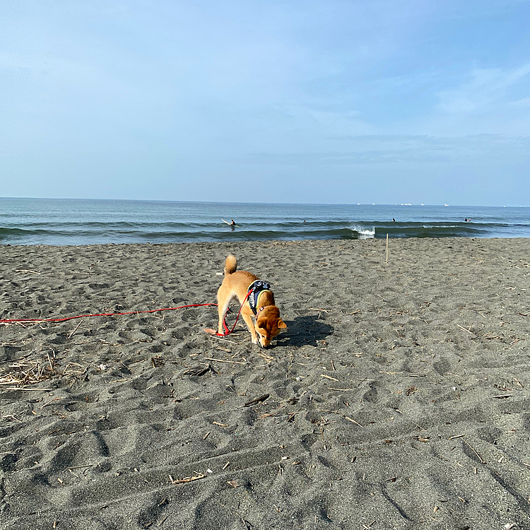 クンクンしたり、ホリホリしたり
朝からもう暑かったけど久しぶりの海散歩で喜んでくれたかな☺️