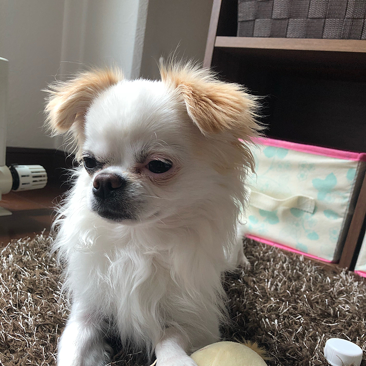 ポコちゃんは明日トリミング🐶✂️
胸元がボーボーなので夏だしそろそろカットしてもらいます😊
お耳の毛のリベンジもあるし、きちんとお利口さんに出来るんだろうか😥
ちょっと心配💦