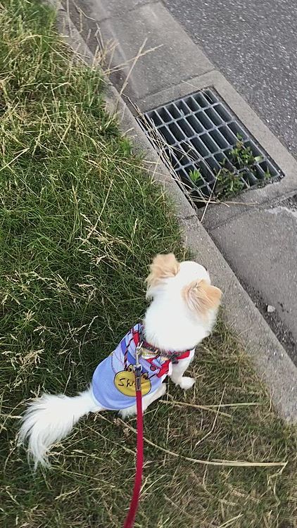 今日の夕方のお散歩はちょっと涼しくなってきてからのお散歩🐕🐾😊
きちんと車が通り過ぎるのをお座りして待ってお利口さんだね☺️💕