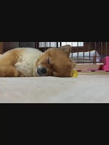 白目剥いて寝てる様子は、何かの悪が入り込んでるようです🤣
そんなに眠かったの❓🤣
カメラマンさんに撮ってもらった時の可愛さはどこへ〜🤣🤣🤣