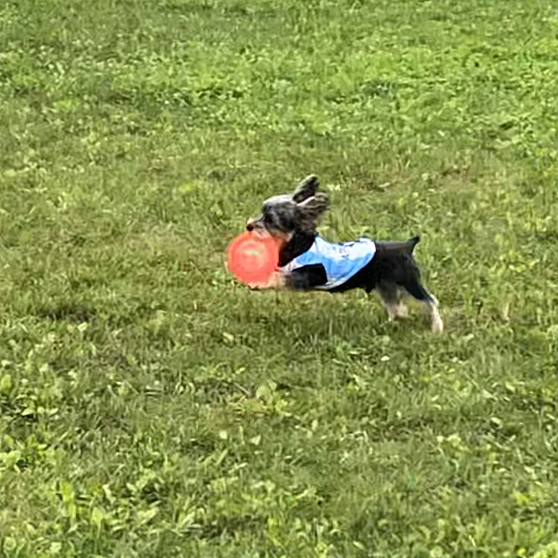 目指せフリスビー犬｡・:＋°