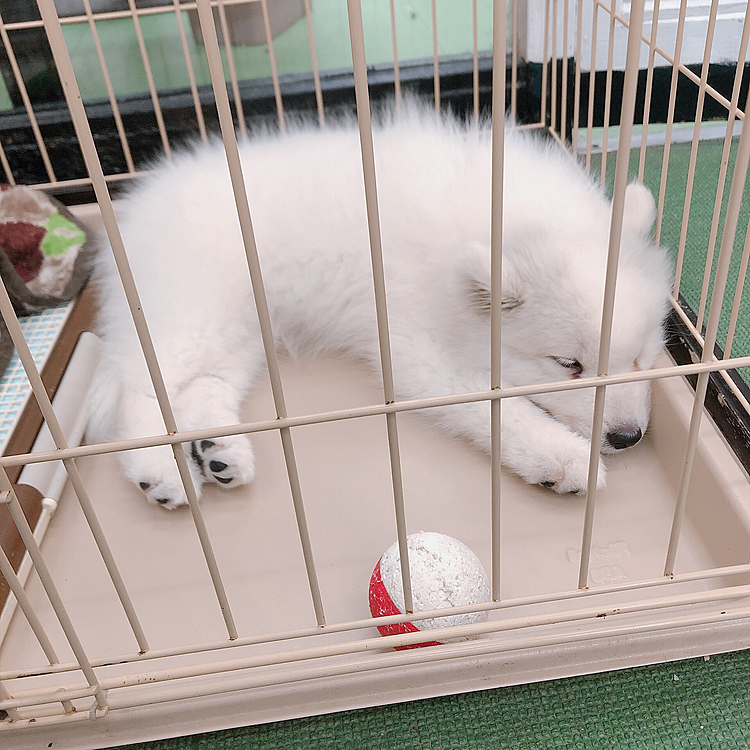 
待ってる間、看板犬カモちゃんの子供たちを眺めてます︎💕︎

可愛い、なんて可愛いんだ( ´ •̥  ̫ •̥ ` )

5月に生まれたそうです🐾
シロクマの赤ちゃんみたいです🐶

