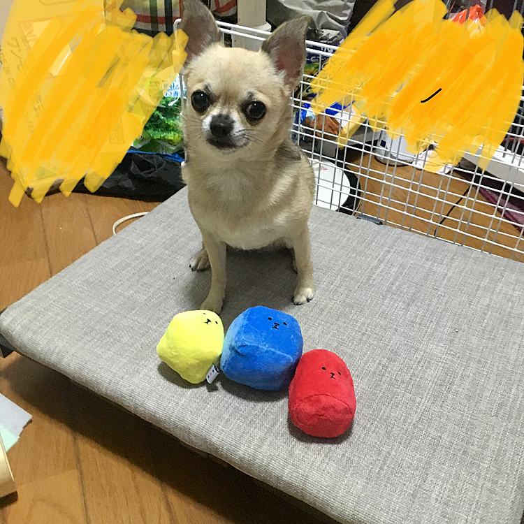 こんばんは🌙
今日は、i dogさんから注文した
おもちゃとリュックが届きました。
