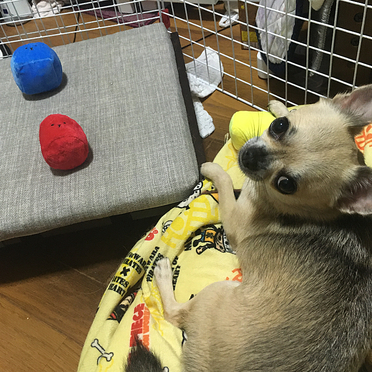 積木の形になっててそれぞれ音の鳴り方が違います。中でもpocoはビニール袋の音がするおもちゃがお気に入りです😊　i dogさんのおもちゃは、小振りのものが多く小型犬に丁度いいんですよ🐶❣️
