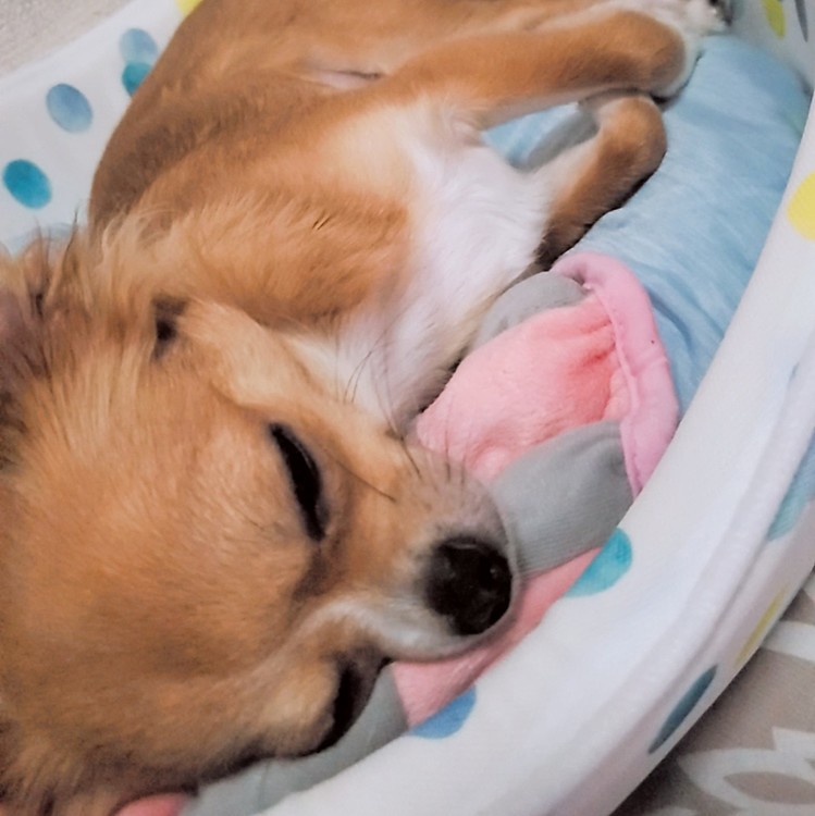 暑い１日だったなぁ💦
めいちゃんは朝ごはん一口も食べなかったけど、おやつにアイス🍦と夜ごはんもバッチリ食べて、元気に遊びました☺️
明日は今日より気温が下がるみたいだけど、熱中症には十分気を付けないとね👍