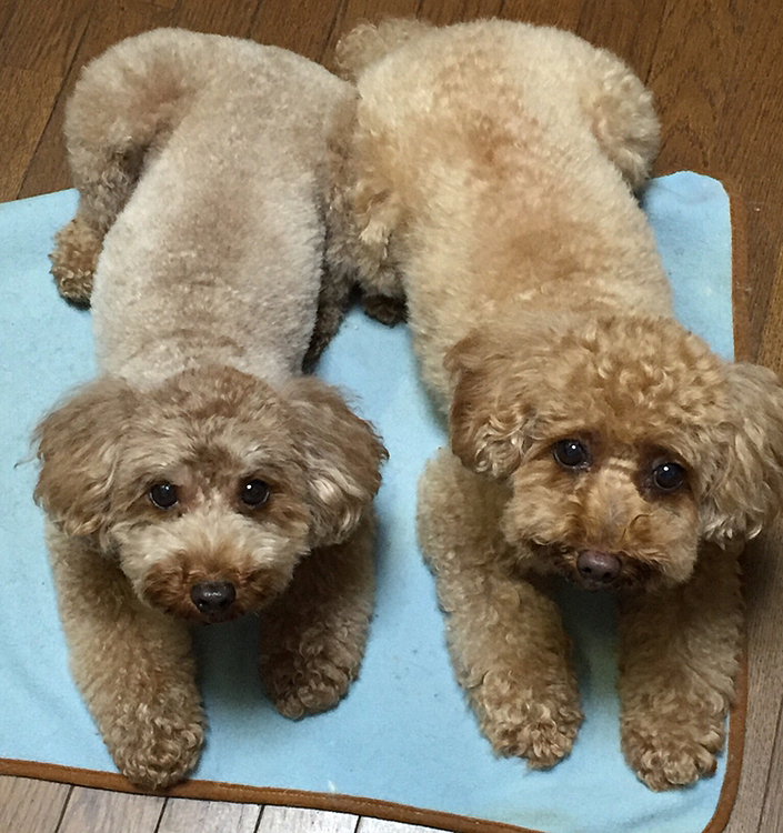 トニーとマリーちゃん。
8歳と10歳になりました。
