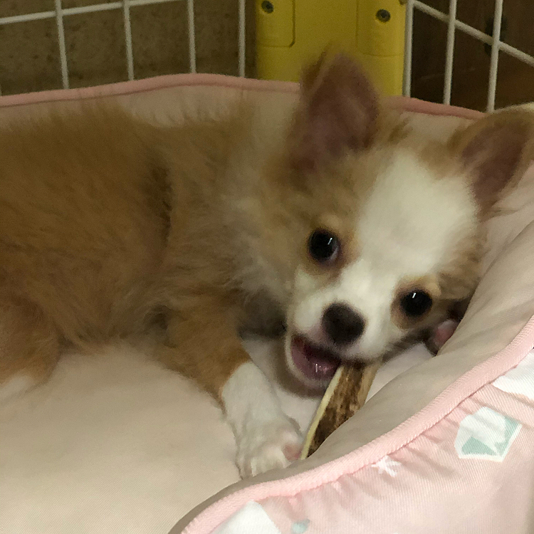 お留守番してた小春🐶
歯🦷が痒いのか、気持ち悪いのか❓
鹿の角をガジガジ…ガジガジ…
前に小雪にと買ったものやけど、まさか小春に役立つとは🤣
