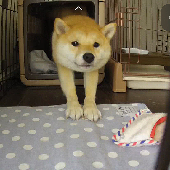 久しぶりの投稿です⭐️
せつは相変わらず元気です

最近お留守のクレートをワンサイズ大きくしました。
はみ出ることなく快適に過ごしているようです

クレートから出てくる時の姿がたまらなく可愛いと思う母です❤️笑