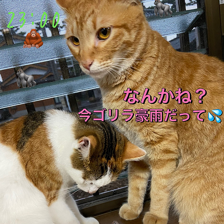 突然のゴリラ豪雨
