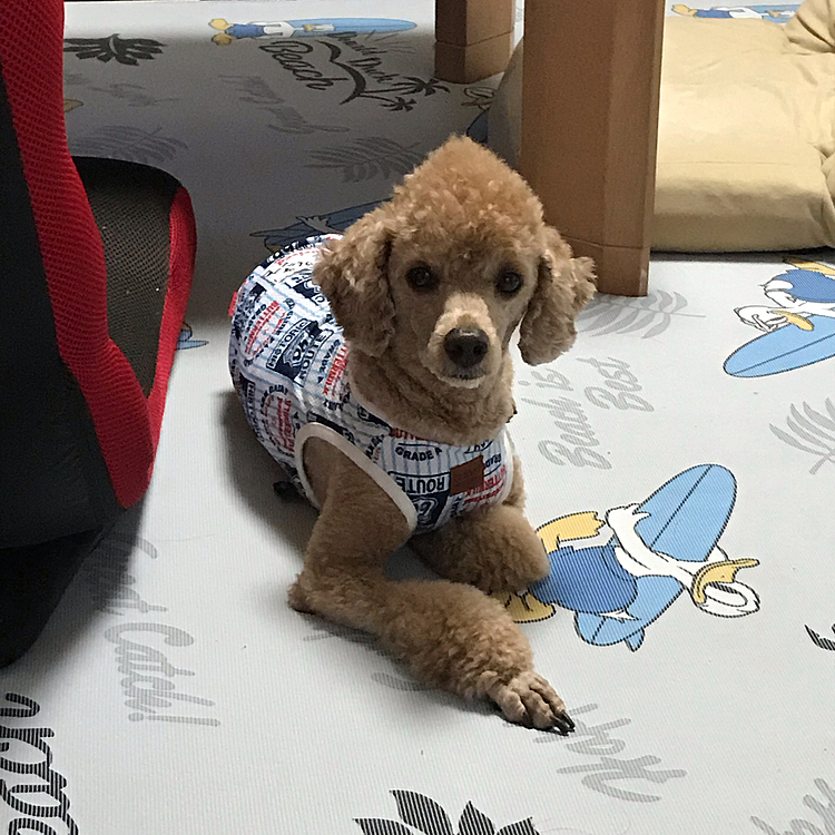 今日は久々の散歩で1時間歩いてお陰で母ちゃんは汗だくになって帰ってきました。
満足そうな顔してますね😊
散歩に行けてよかったです👍