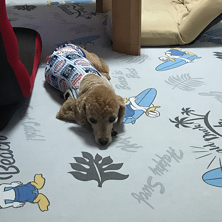 久々の散歩で疲れた様子のアラシ。
アラシちゃん、今からご飯よ⤴️
そして、ゆっくり寝てちょうだい😄
アラシのフラストレーションがこの散歩で解消されたらいいな😊