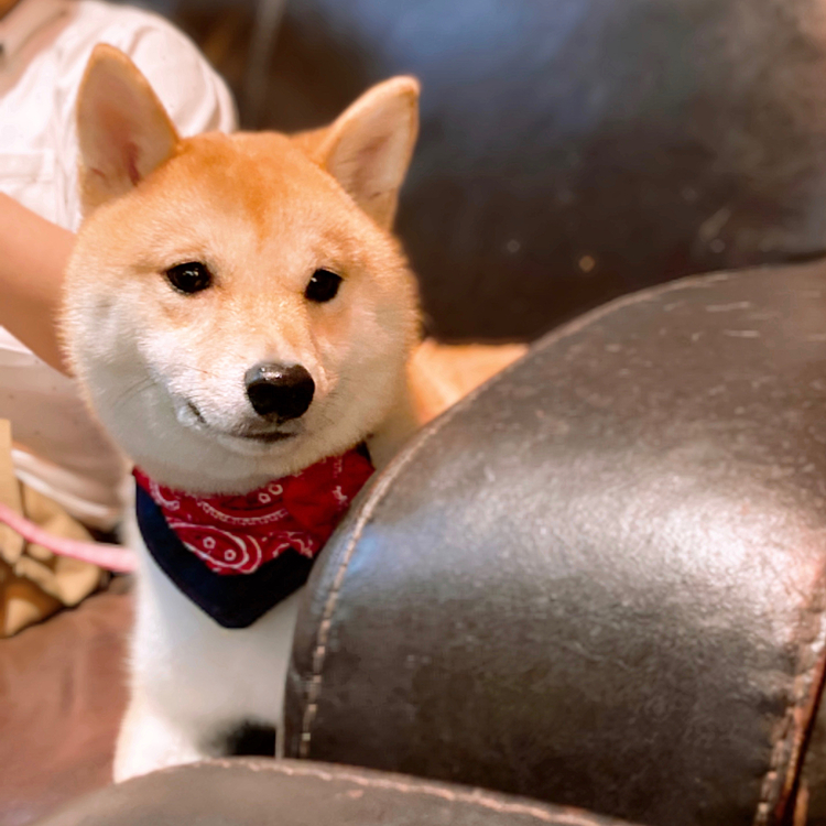 お利口さんに待てました❣️