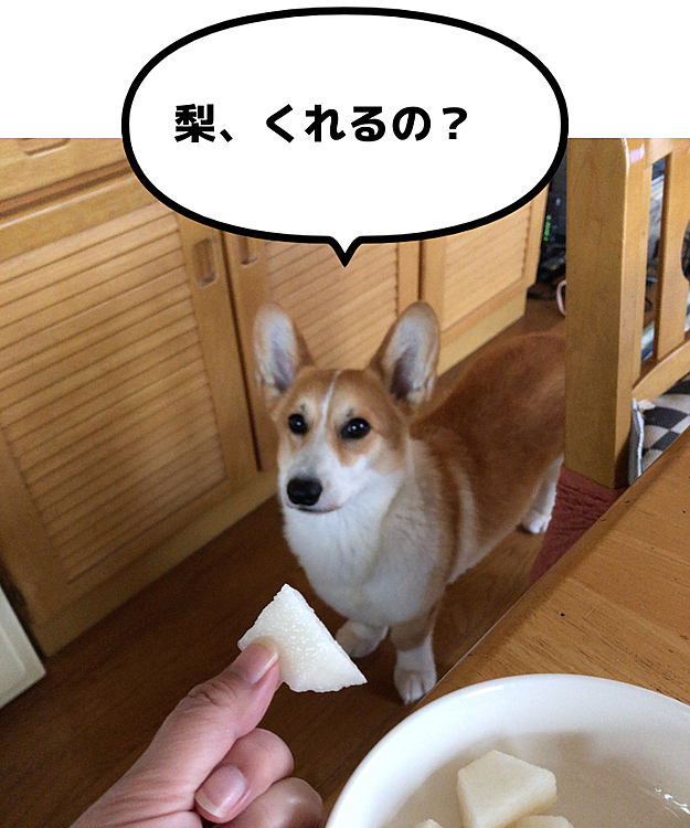 梨食べる?😃
たべたいなあー❤️
じゃ、あげるっ!
うん😍
おいち💕