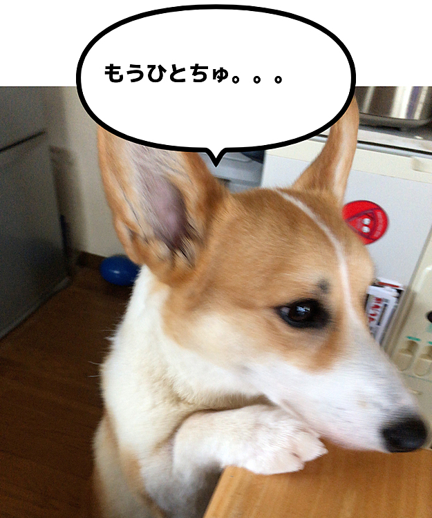 もっと食べたいでちゅー😍