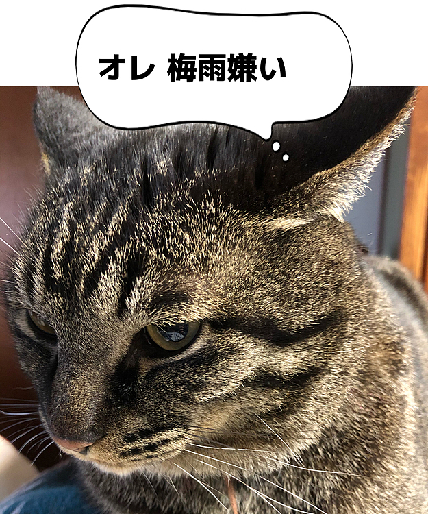 ホントだよね
飼い主も嫌いだよ