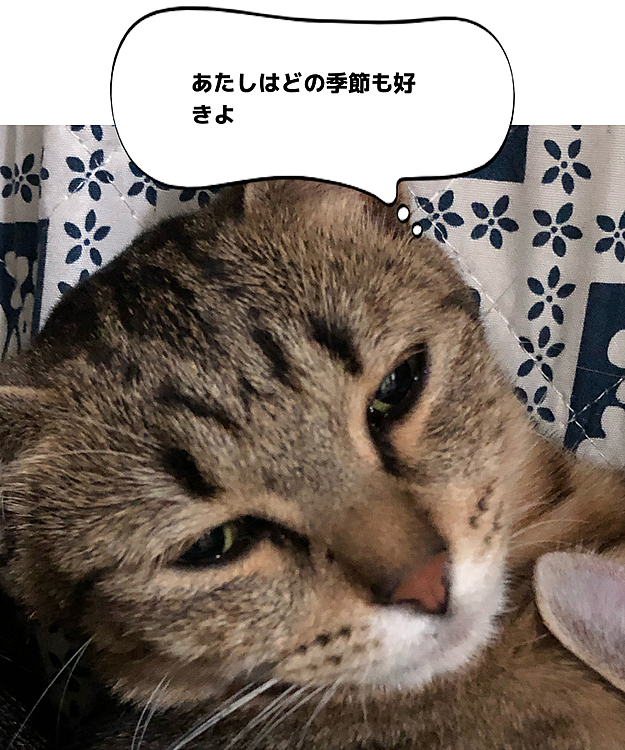 えぇっ❗そうなん？
知らんかったわ〜

はい 家族フルメンバーご出演お疲れ様でした
もうすぐ梅雨も開けるかな？
また暑くなりますがみんな負けないで

そういう飼い主は毎年身体の限界を感じております(∵`)
夏バテするんだよなあ〜(›´-`‹ )

