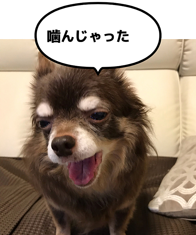 こんにちは😃
大変お久しぶりになってしまいました💦皆さん連休はどう過ごされてますか？
我が家は雨の為マッタリ、のんびりしています😊
ルイ、先月リハビリに行って爪を切ってもらってる時に痛かったのかギャン💦と泣いた時に舌👅を噛んでしまって先っちょを噛み切ってしまいました😢でも、本犬全然気にしてないようでご飯もモリモリ❣️とても元気にしています😅
