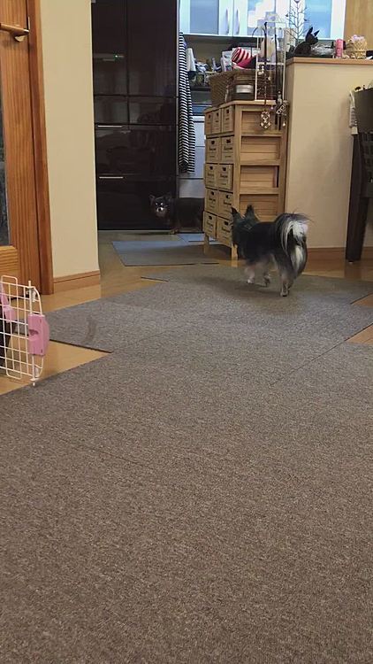 最近は少々長めにハウスから出してもらえるのでマロとツンツンして挨拶してます😄
こっちは喧嘩にならないかヒヤヒヤしてますけど😅