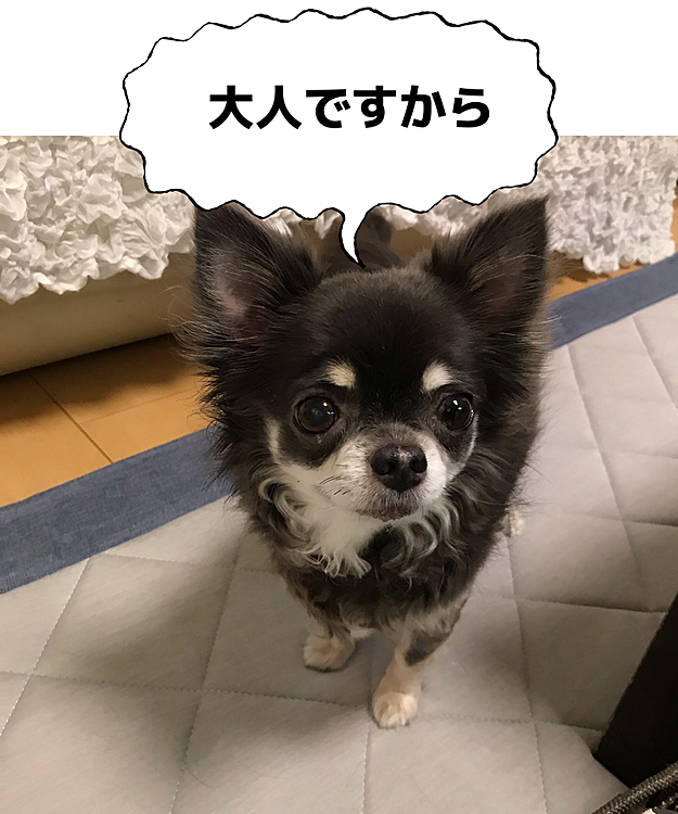 ベルはそんな男子達を離れた所から観察😊
落ちついてるもんね〜❣️