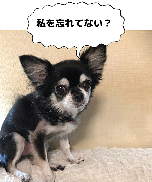 ひなも今日はクールだね〜😅
何か怒ってますか？💦
長くなりましたが、軍団達元気で〜す👍❣️
