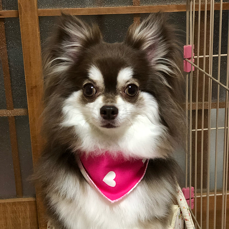 トリミング、行って来ました^ - ^

❤️模様の可愛いバンダナ、つけてもらいました^ - ^

ふわふわもふもふ〜^ - ^

このバンダナは、今、スゥちゃんのお気に入りで、端っこガジガジするのが大好きです^ - ^