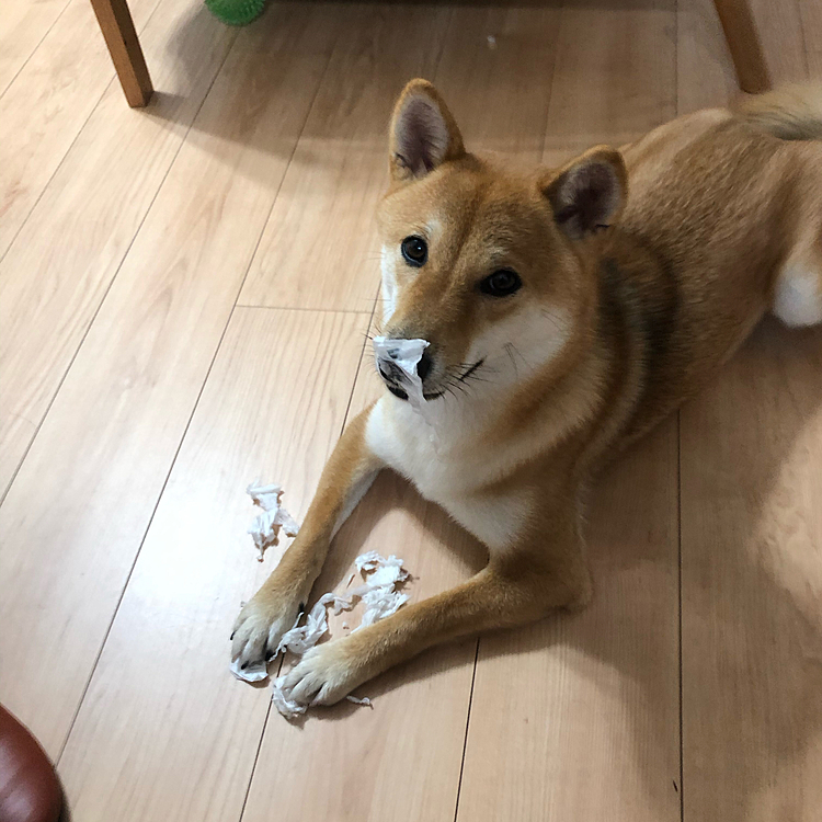 ぺーちゃん😆くっついちゃったよ🤣🤣🤣
