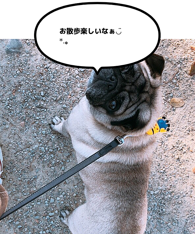 家の裏が、広い公園でよくそこで散歩してますす。( ఠ͜ఠ )ちょっと怖がりさんのケンタくんです
