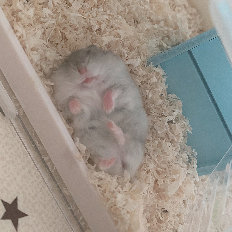 お腹出して寝てる❤️