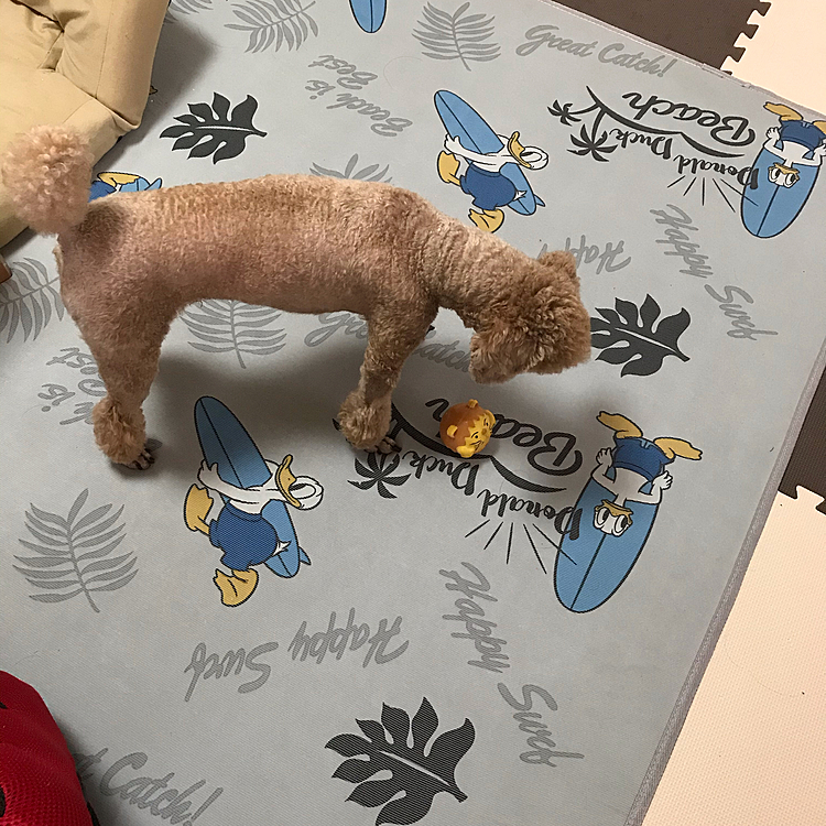 今日も朝すつこくちょいとするので時計見たら5時前😅
起きて散歩に出かけできました😊
いつもおやつをくれるご夫婦のだいぶ後を歩いていたんですが、残り香があるんでしょうね。
通った後を引っ張り、姿見えないのに追いつこうと必死になってました🤣犬の嗅覚ってほんとすごいですよね😆