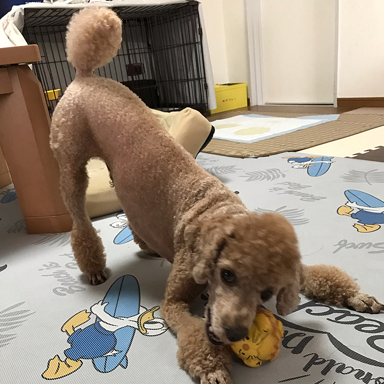 散歩後は、いつものライオン丸で遊んでます😊今日は、母ちゃん仕事だからお留守番よろしくね👍今から、甘えん坊タイムが始まります😅